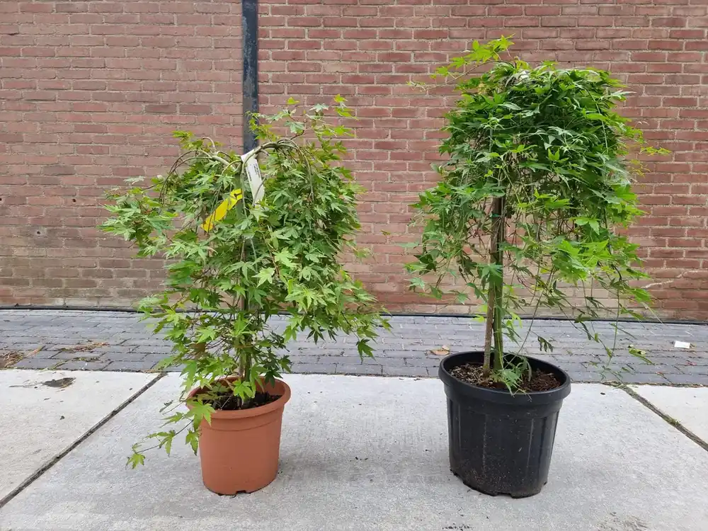 Veilig betalen - Japanse esdoorn op stam (Acer palmatum ‘Ryusen‘)