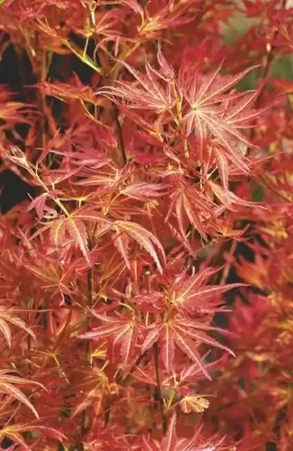 Outlet - Japanse esdoorn (Acer palmatum ‘Wilson‘s Pink Dwarf‘)