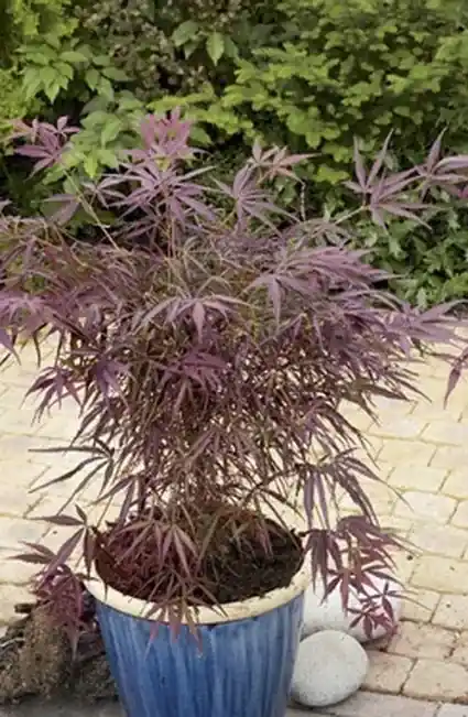 Op = op | Japanse esdoorn (Acer palmatum ‘Red Pygmy‘)