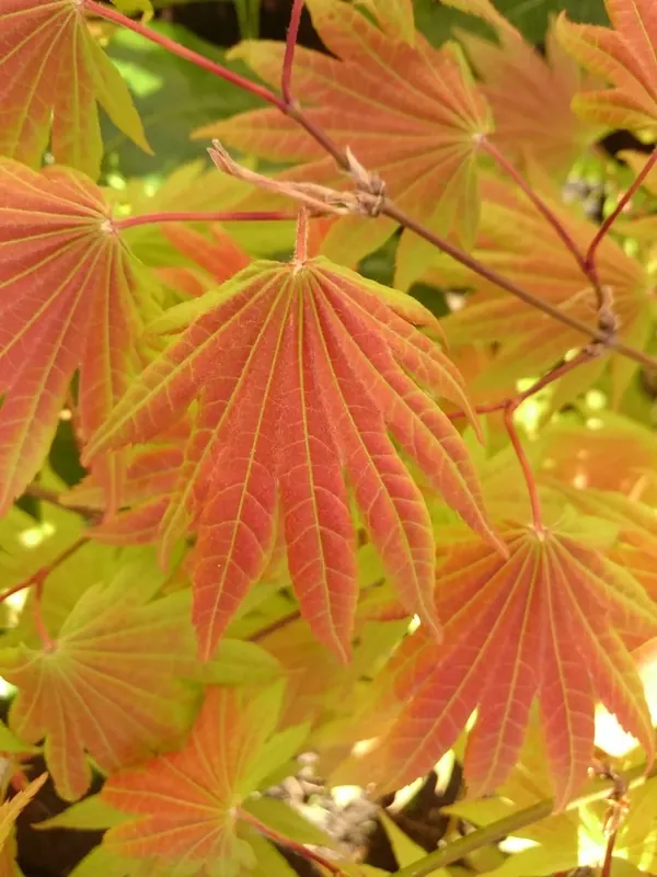 Japanse Esdoorn (Acer shirasawanum ‘Moonrise‘) | Koopje