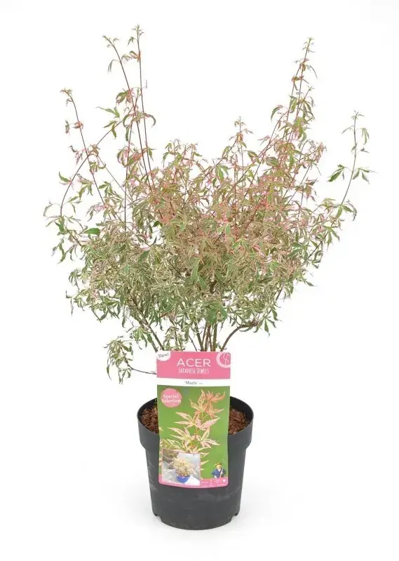 Japanse Esdoorn (Acer palmatum ‘Marlo‘® | Professionele kwaliteit