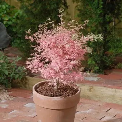 Nu beschikbaar - Japanse esdoorn (Acer palmatum ‘Taylor‘)
