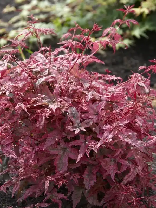 Japanse esdoorn (Acer palmatum ‘Beni-maiko‘) | Nieuw product