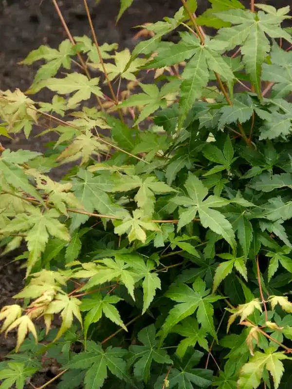 Bespaar meer - Japanse esdoorn (Acer palmatum ‘Bi Hoo‘)