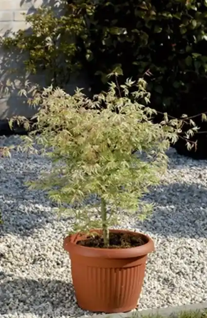 Populair - Japanse esdoorn (Acer palmatum ‘Ukigumo‘)