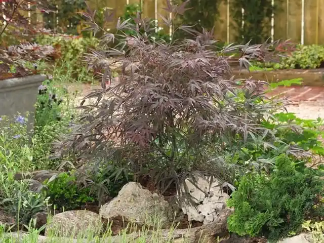 Opruiming | Japanse esdoorn (Acer palmatum ‘Enkan‘)