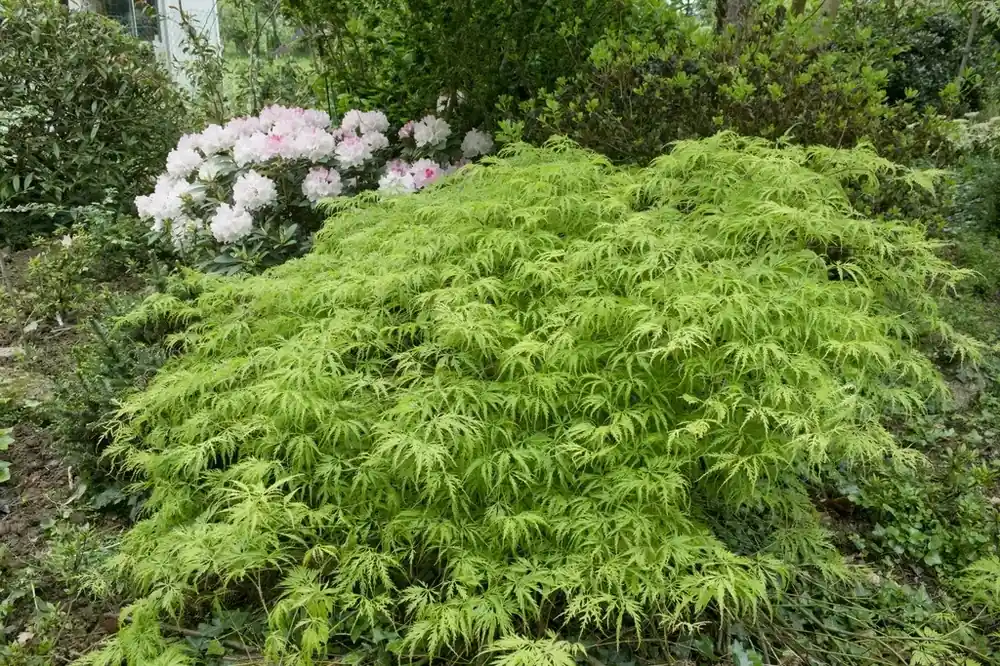 Actieprijs - Japanse esdoorn (Acer palmatum ‘Viridis‘)
