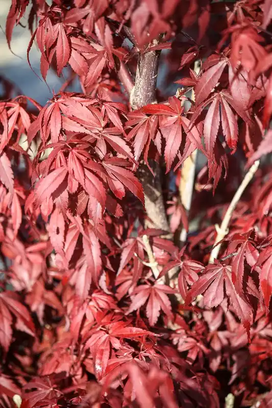 Mis het niet | Japanse esdoorn (Acer palmatum ‘Skeeter‘s Broom‘)