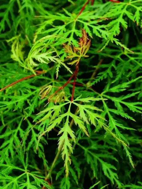 Topkwaliteit - Japanse esdoorn (Acer palmatum ‘Emerald Lace‘)