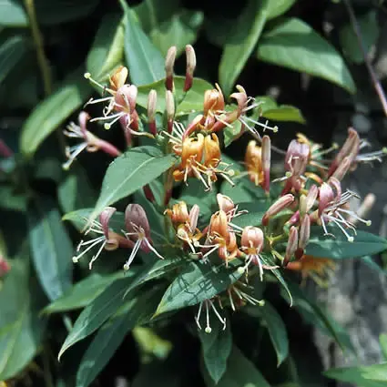 Groenblijvende kamperfoelie kopen? Lonicera henryi met garantie - Topproduct