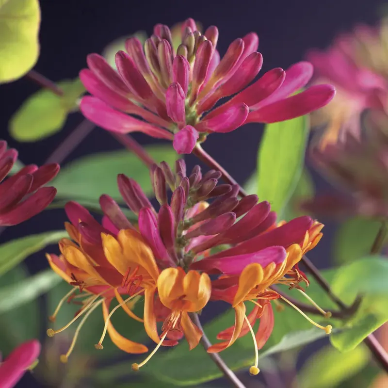 Kamperfoelie (Lonicera heckrotti ‘Goldflame‘) - Fabrieksprijs