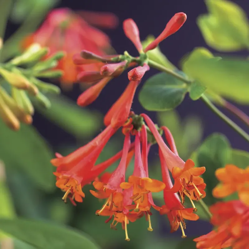 Kamperfoelie (Lonicera brownii ‘Dropmore Scarlet‘) - Shop nu