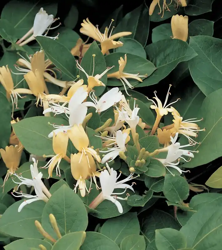 Spoedlevering - Kamperfoelie (Lonicera japonica ‘Hall‘s Prolific‘)