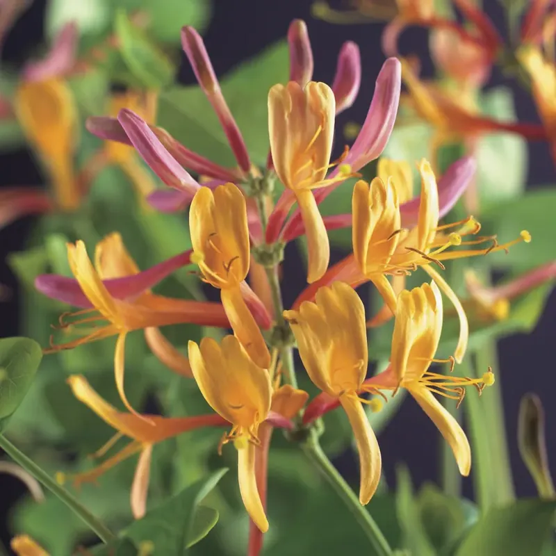 Kamperfoelie (Lonicera heckrottii ‘American beauty‘) - Veilige betaling