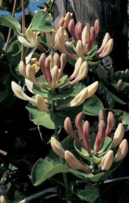 Net gelanceerd - Kamperfoelie (Lonicera caprifolium)