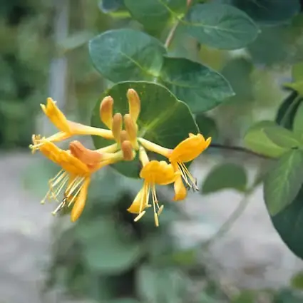 Professionele kwaliteit - Kamperfoelie (Lonicera tellmanniana)