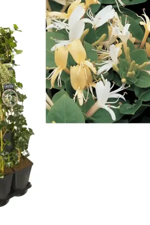 Aanbieding loopt bijna af | Hedera-Kamperfoelie mix haag (Hall‘s Prolific)