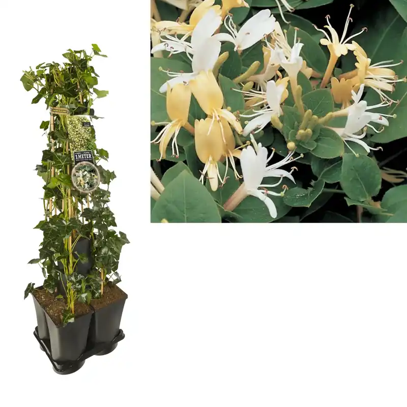 Aanbieding loopt bijna af | Hedera-Kamperfoelie mix haag (Hall‘s Prolific)