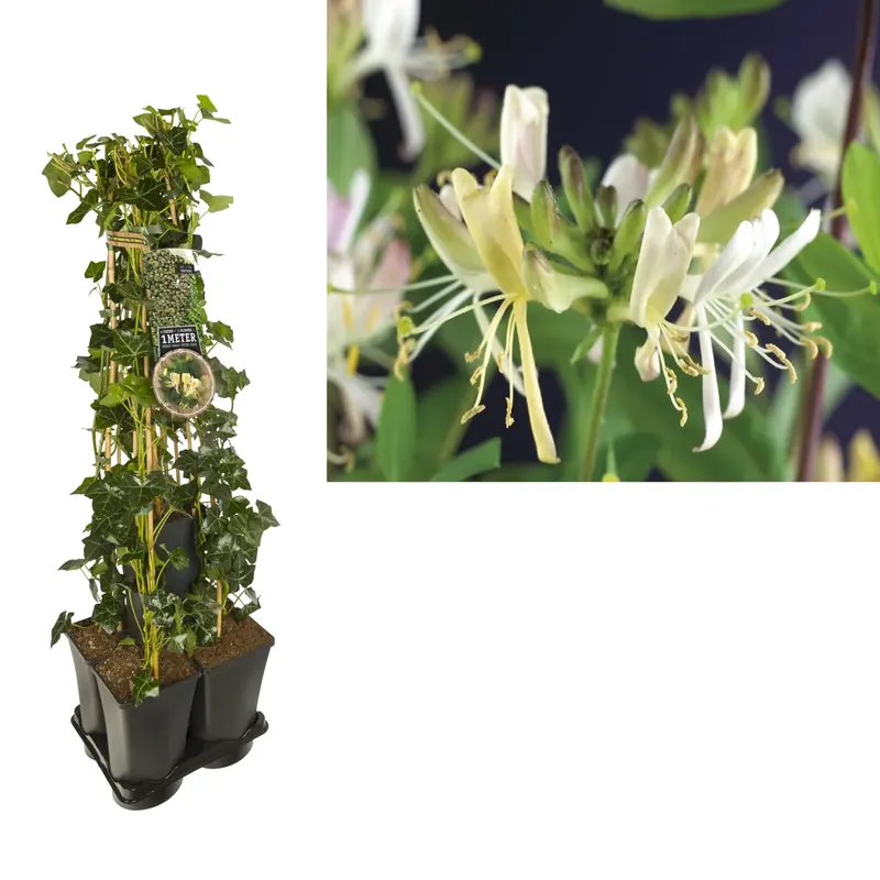Hedera-Kamperfoelie mix haag (Belgica Select) | Speciale aanbieding