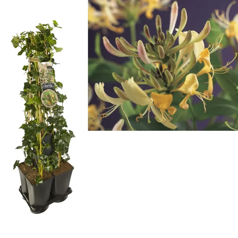 Hedera-Kamperfoelie mix haag (periclymenum) - Veilig betalen