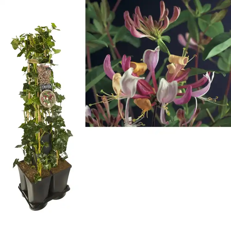 Hedera-Kamperfoelie mix haag (Serotina) - Sale