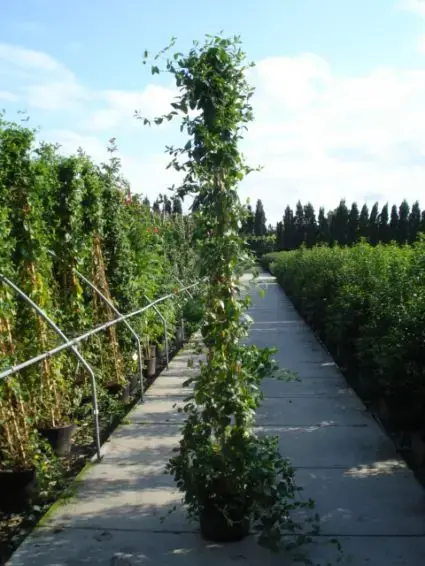Voordeelprijs | Kamperfoelie (Lonicera japonica ‘Halliana‘)