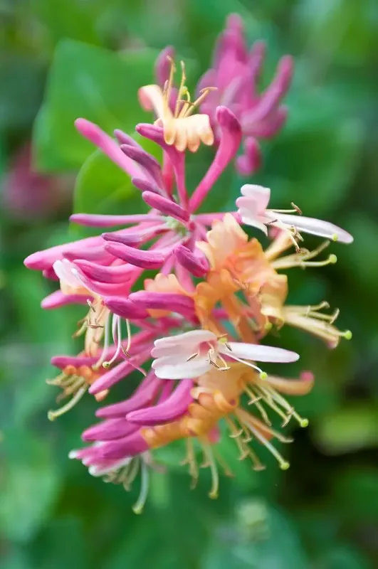 Kamperfoelie (Lonicera heckrottii ) - Direct van de fabrikant
