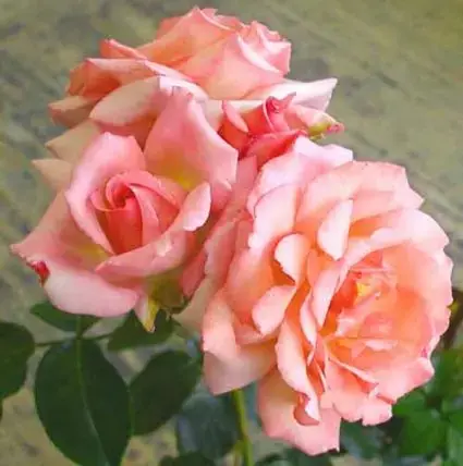 Koop vandaag | Klimroos (Rosa ‘Compassion‘)