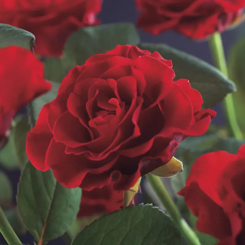 Veel gevraagd - Klimroos (Rosa ‘Paul‘s Scarlet Climber‘)
