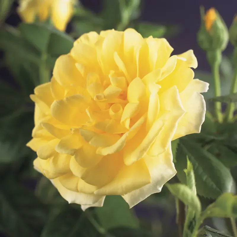 Veilig betalen | Klimroos (Rosa ‘Golden Climber‘)