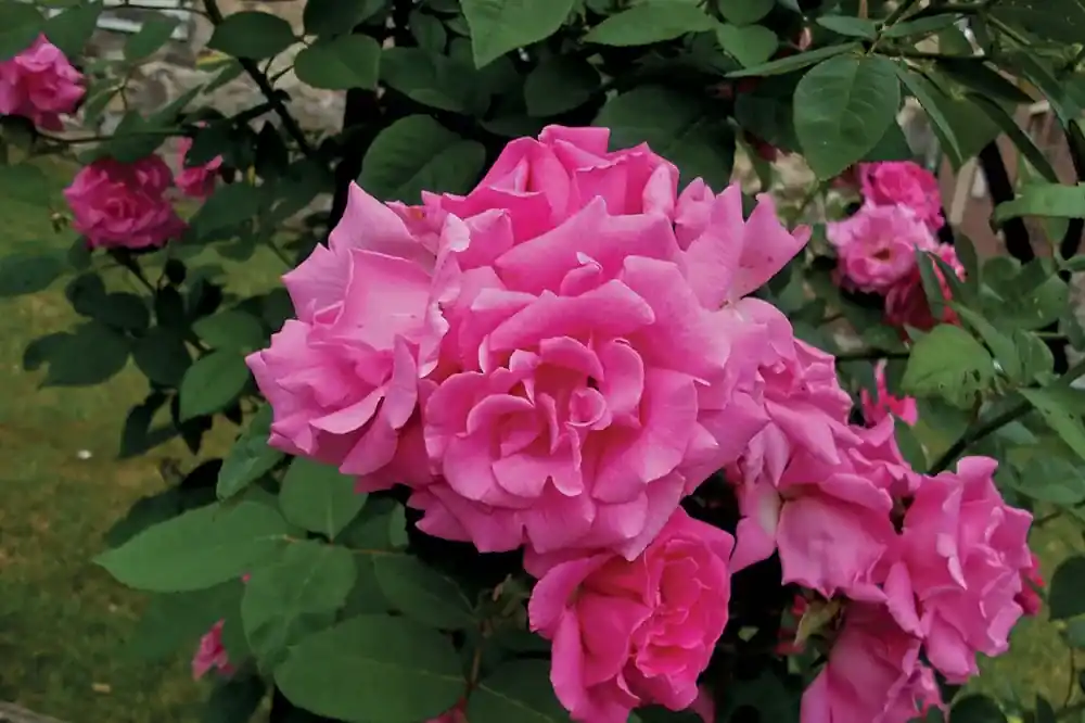 Klimroos (Rosa ‘Zepherine Drouhin‘) - Outlet