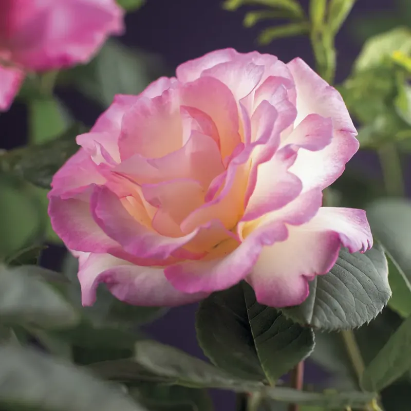 Klimroos (Rosa ‘pink Candy‘) | Direct kopen