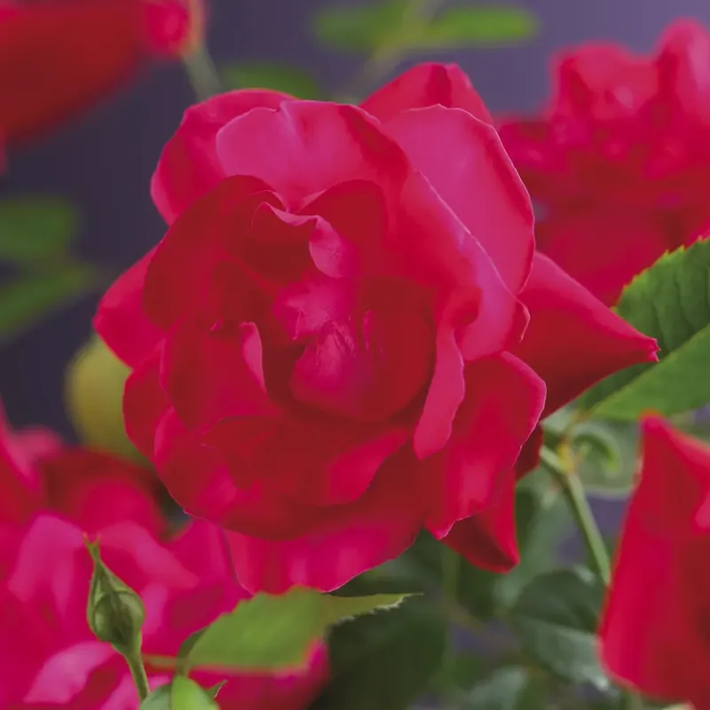 Scherp geprijsd - Klimroos (Rosa ‘Heidelberg‘)