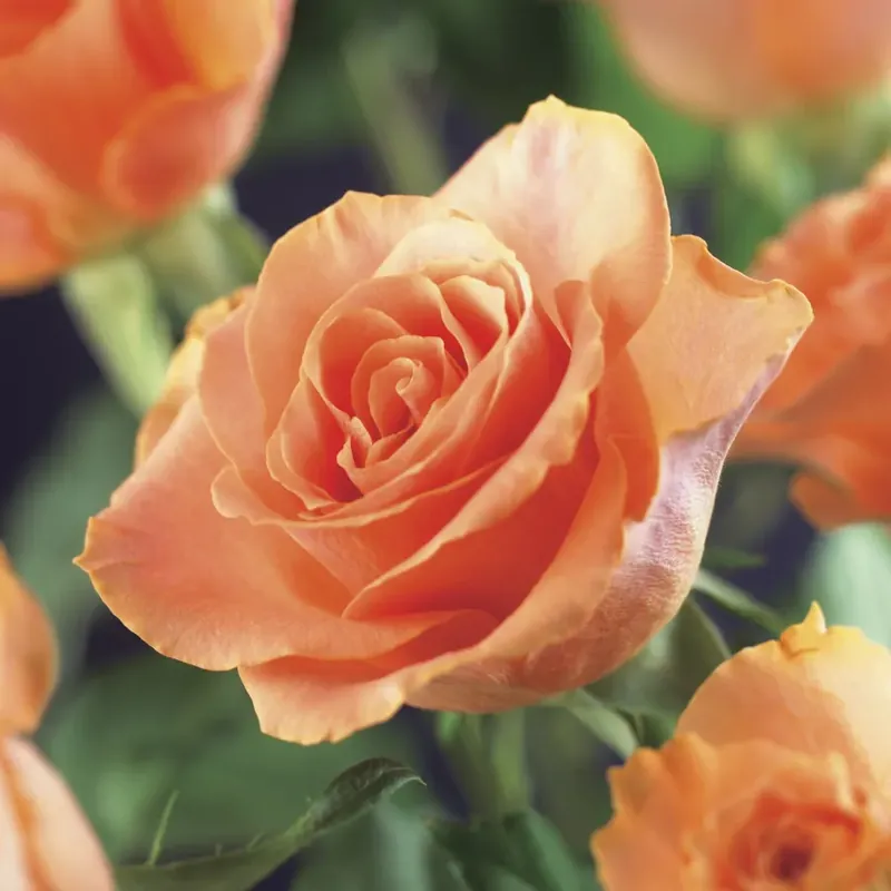 Net binnen - Klimroos (Rosa ‘orange Climber‘)