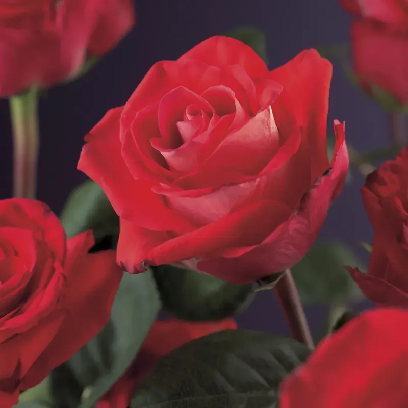 Klimroos (Rosa ‘red Climber‘) - Premium