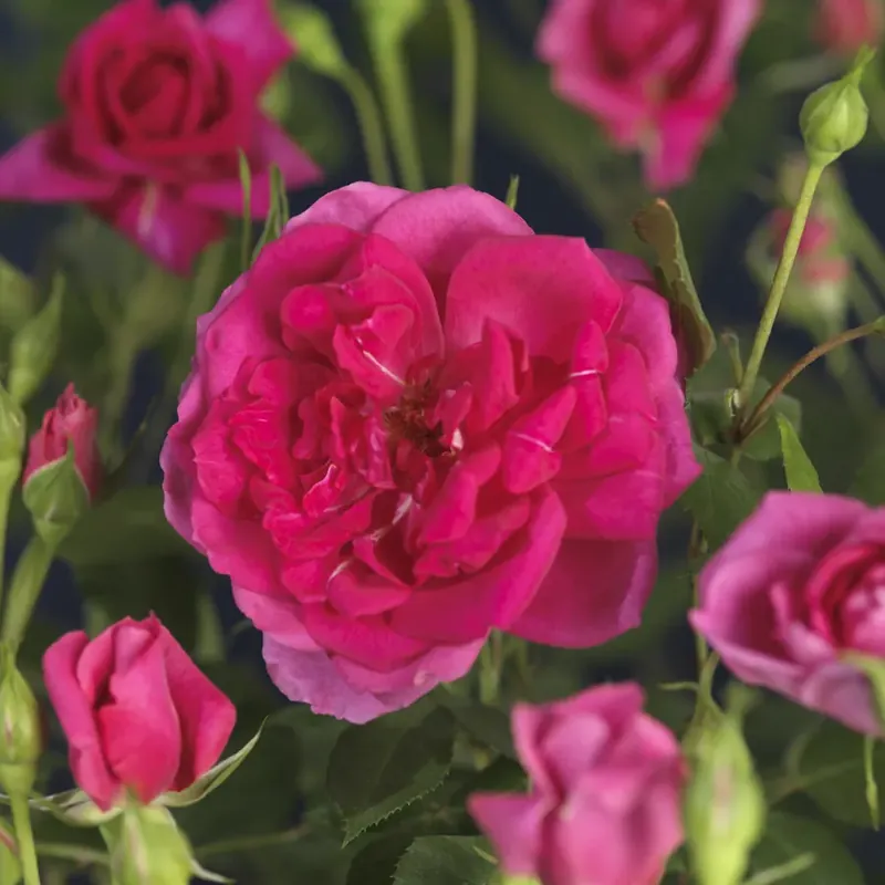 Klimroos (Rosa ‘pink Climber‘) | Outlet