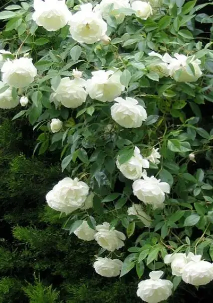 Goed beoordeeld - Klimroos (Rosa ‘White Climber‘)