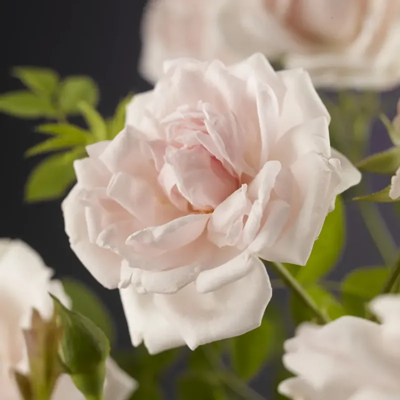 Klimroos (Rosa ‘New Dawn‘) - Veel gevraagd