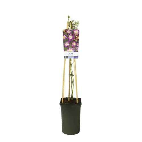 Klimroos (Rosa ‘Veilchenblau‘) - Aanbieding