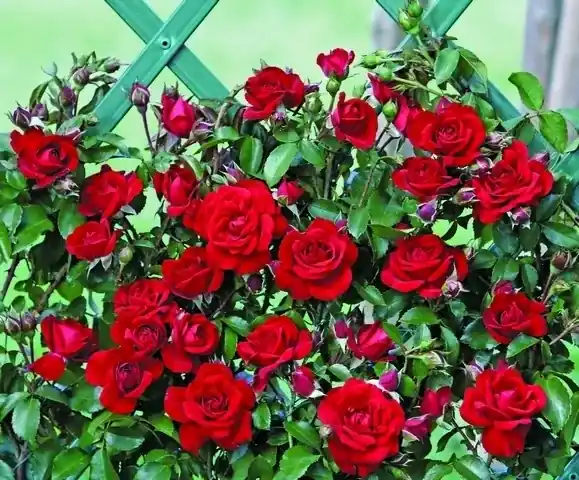 Tijdelijke actie | Klimroos (Rosa ‘Amadeus‘)