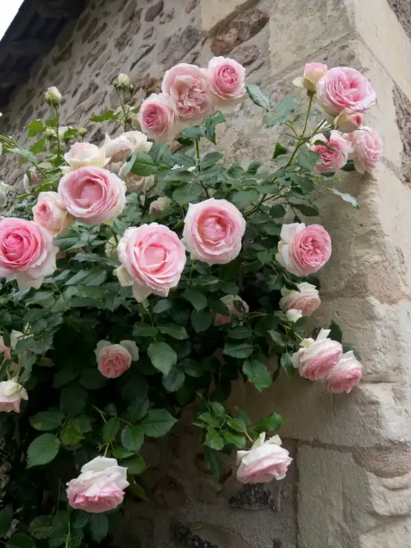 Klimroos (Rosa ‘Eden Rose‘ ®) | Net binnen