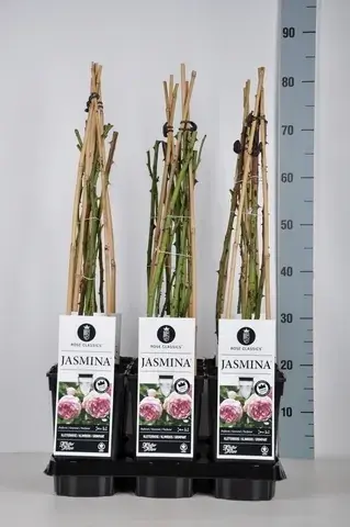 Nog maar een paar beschikbaar - Klimroos (Rosa ‘Jasmina‘)