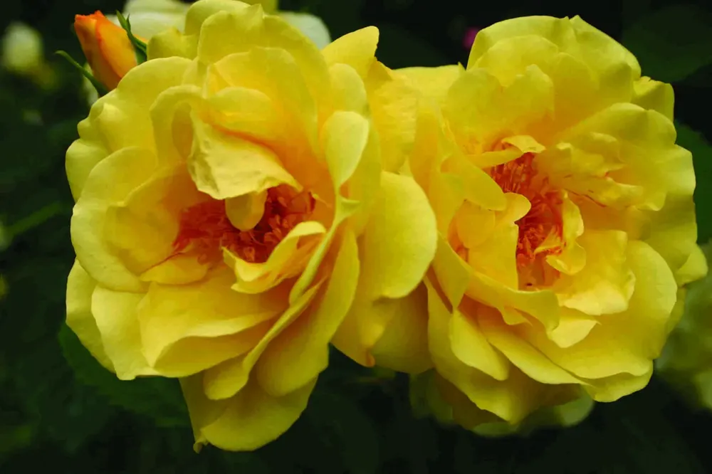 Klimroos (Rosa ‘Golden Gate‘) | Meest verkocht
