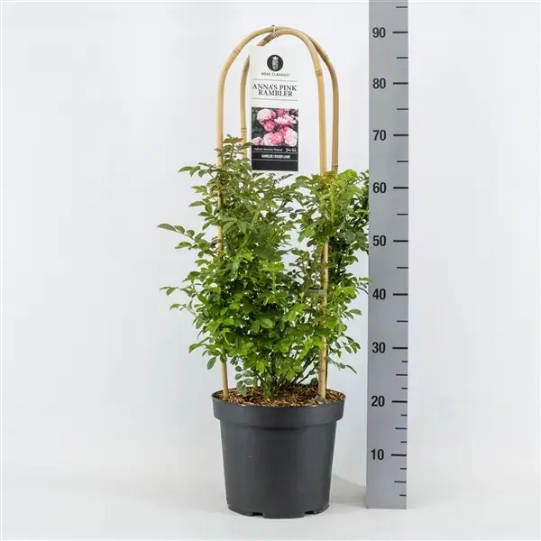 Klimroos (Rosa ‘Anna‘s Pink Rambler‘) - Nieuw gelanceerd