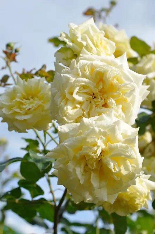 Roos (Rosa ‘Elfe‘) - Lage prijs