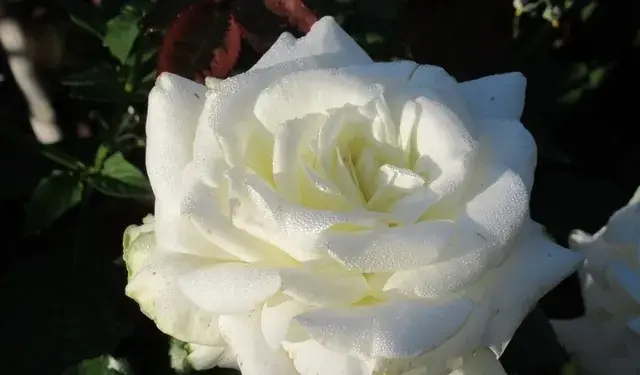 Klimroos (Rosa ‘Uetersen Klosterrose‘) - Bespaar meer