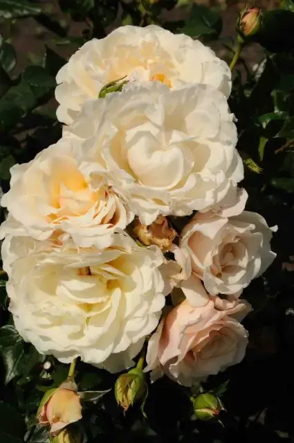 klimroos (Rosa ‘Eloise‘) | Snelle verzending