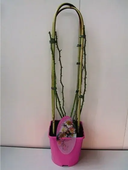 Miniklimroos (Rosa ‘Rambling Rosie‘) - Deal