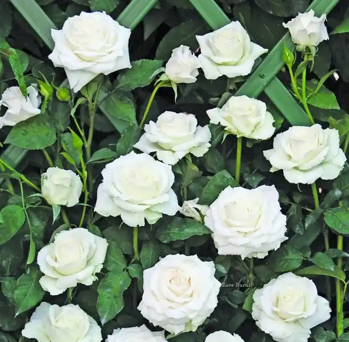 Nieuw gelanceerd | Klimroos (Rosa ‘Monna Lisa‘)