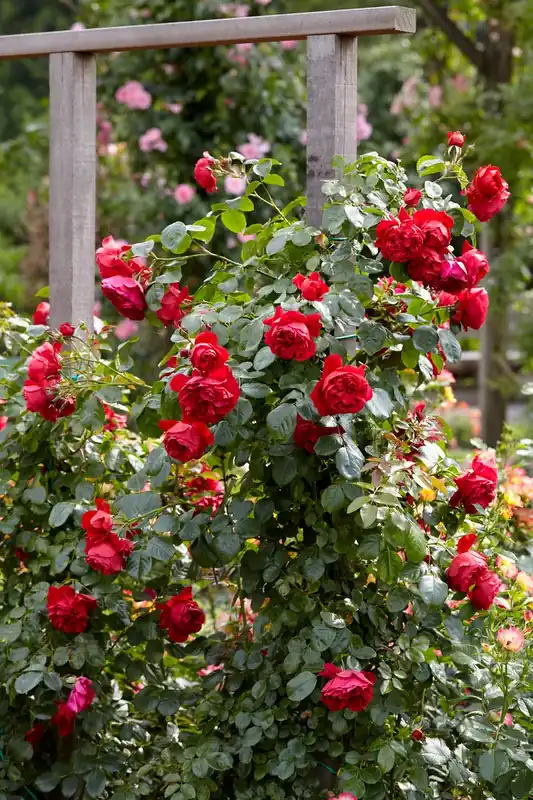 Roos (Rosa ‘Florentina‘) - Online bestellen
